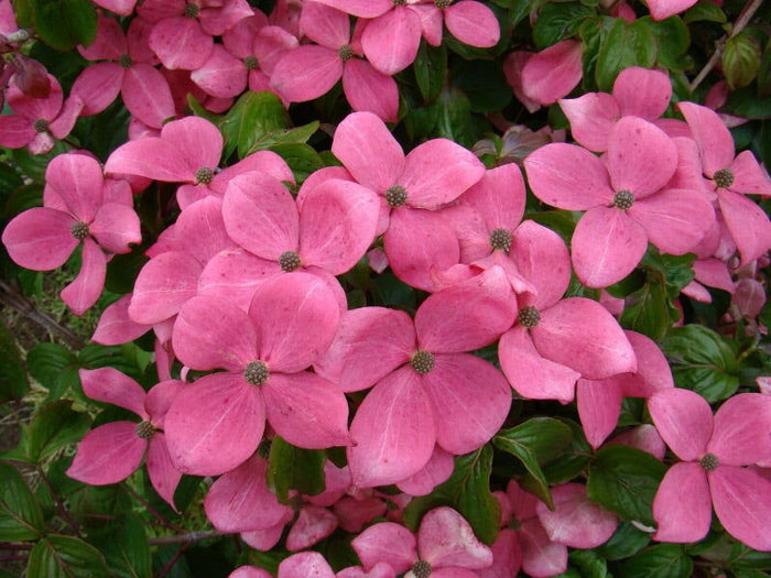 - Cornus kousa 'Hanros' Radiant Rose™ Pink Flowering Chinese Dogwood - Mr Maple │ Buy Japanese Maple Trees