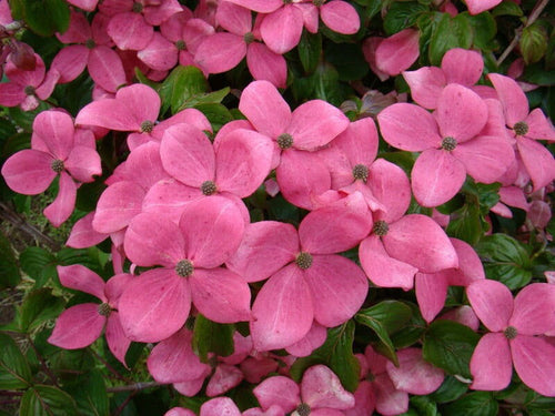 - Cornus kousa 'Hanros' Radiant Rose™ Pink Flowering Chinese Dogwood - Mr Maple │ Buy Japanese Maple Trees