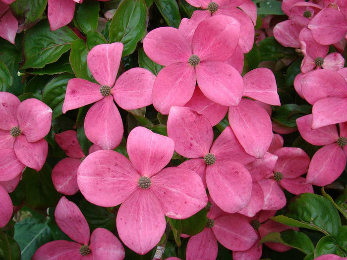 - Cornus kousa 'Hanros' Radiant Rose™ Pink Flowering Chinese Dogwood - Mr Maple │ Buy Japanese Maple Trees