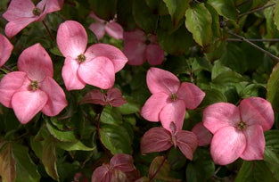 - Cornus kousa 'Hanros' Radiant Rose™ Pink Flowering Chinese Dogwood - Mr Maple │ Buy Japanese Maple Trees