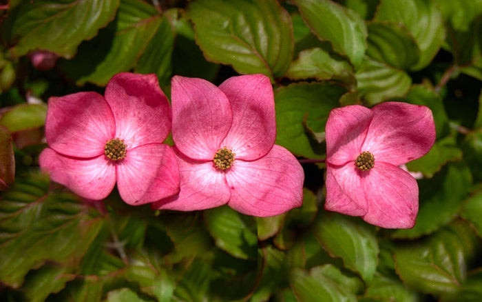- Cornus kousa 'Hanros' Radiant Rose™ Pink Flowering Chinese Dogwood - Mr Maple │ Buy Japanese Maple Trees