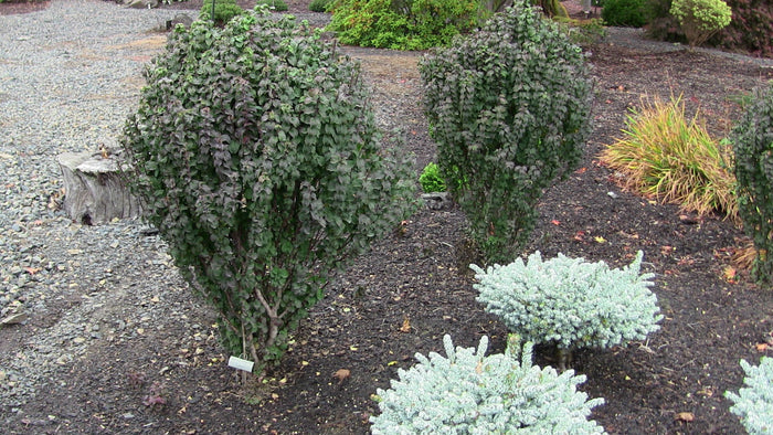 - Cornus sanguinea 'Compressa' Curly Leaf Dwarf Bloodtwig Dogwood - Mr Maple │ Buy Japanese Maple Trees