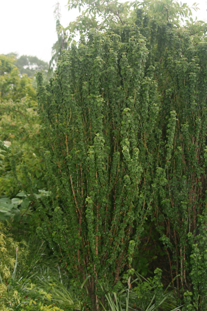 - Cornus sanguinea 'Compressa' Curly Leaf Dwarf Bloodtwig Dogwood - Mr Maple │ Buy Japanese Maple Trees