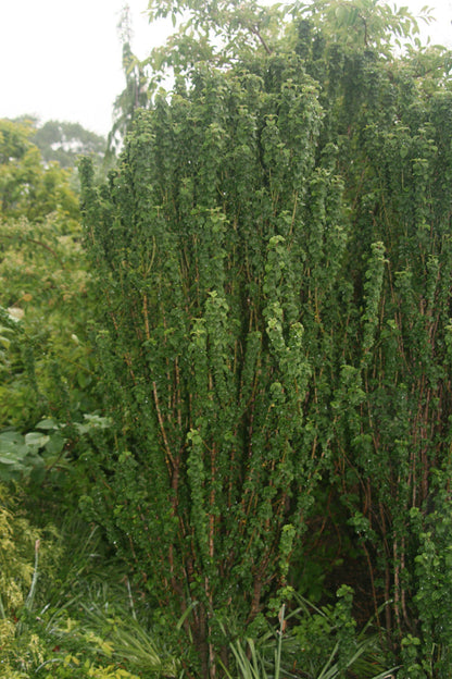 - Cornus sanguinea 'Compressa' Curly Leaf Dwarf Bloodtwig Dogwood - Mr Maple │ Buy Japanese Maple Trees