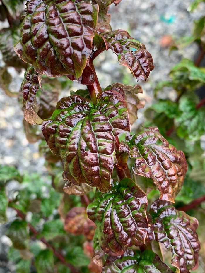 - Cornus sanguinea 'Compressa' Curly Leaf Dwarf Bloodtwig Dogwood - Mr Maple │ Buy Japanese Maple Trees