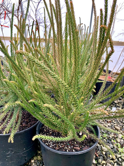 - Cryptomeria japonica 'Araucarioides' Snake-Branched Japanese Cedar - Mr Maple │ Buy Japanese Maple Trees