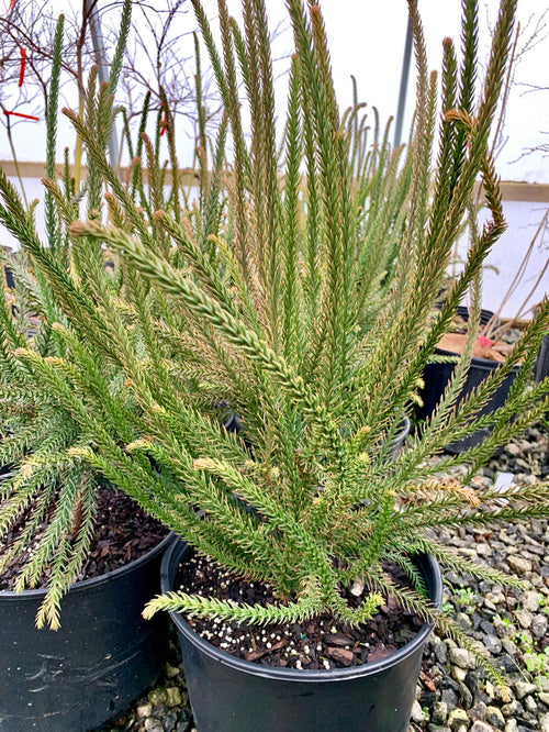 - Cryptomeria japonica 'Araucarioides' Snake-Branched Japanese Cedar - Mr Maple │ Buy Japanese Maple Trees
