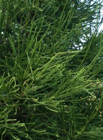 - Cryptomeria japonica 'Araucarioides' Snake-Branched Japanese Cedar - Mr Maple │ Buy Japanese Maple Trees