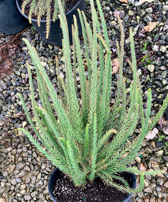 - Cryptomeria japonica 'Araucarioides' Snake-Branched Japanese Cedar - Mr Maple │ Buy Japanese Maple Trees