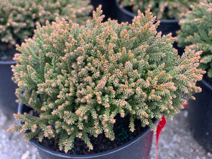 - Cryptomeria japonica 'Gifu' Dragon Prince™ Dwarf Japanese Cedar - Mr Maple │ Buy Japanese Maple Trees