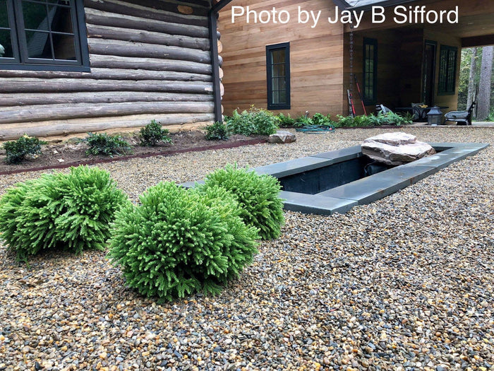 - Cryptomeria japonica 'Gifu' Dragon Prince™ Dwarf Japanese Cedar - Mr Maple │ Buy Japanese Maple Trees
