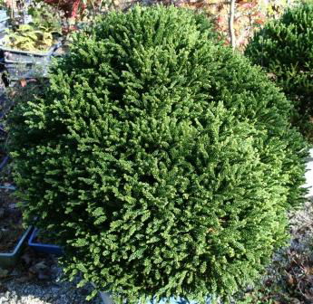 - Cryptomeria japonica 'Gifu' Dragon Prince™ Dwarf Japanese Cedar - Mr Maple │ Buy Japanese Maple Trees
