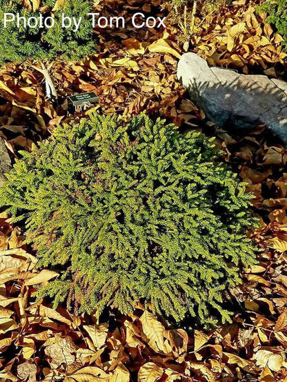 - Cryptomeria japonica 'Gifu' Dragon Prince™ Dwarf Japanese Cedar - Mr Maple │ Buy Japanese Maple Trees