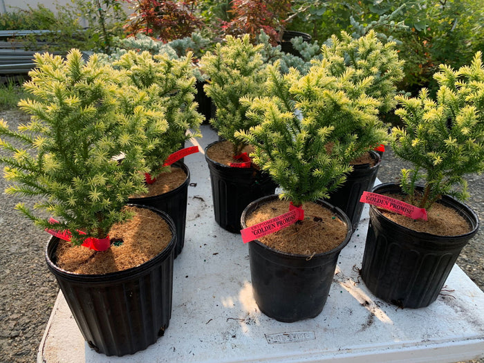 - Cryptomeria japonica 'Golden Promise' Golden Dwarf Japanese Cedar - Mr Maple │ Buy Japanese Maple Trees