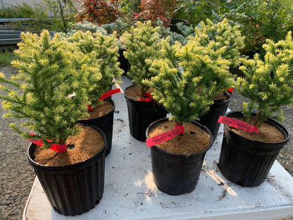 - Cryptomeria japonica 'Golden Promise' Golden Dwarf Japanese Cedar - Mr Maple │ Buy Japanese Maple Trees