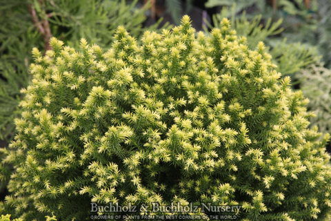 - Cryptomeria japonica 'Golden Promise' Golden Dwarf Japanese Cedar - Mr Maple │ Buy Japanese Maple Trees
