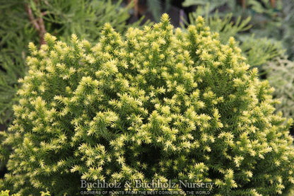 - Cryptomeria japonica 'Golden Promise' Golden Dwarf Japanese Cedar - Mr Maple │ Buy Japanese Maple Trees
