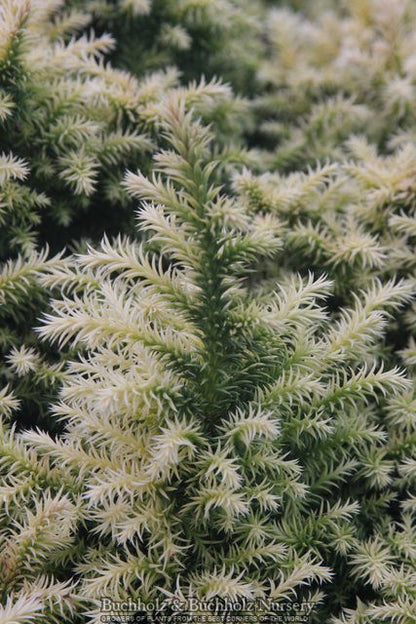 - Cryptomeria japonica 'Golden Promise' Golden Dwarf Japanese Cedar - Mr Maple │ Buy Japanese Maple Trees