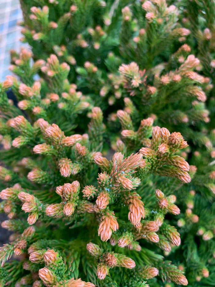 - Cryptomeria japonica 'Komodo Dragon' Dragon Warrior™ Japanese Cedar - Mr Maple │ Buy Japanese Maple Trees