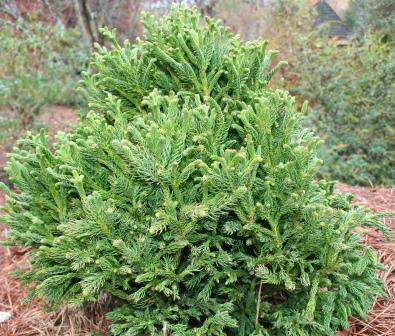 - Cryptomeria japonica 'Komodo Dragon' Dragon Warrior™ Japanese Cedar - Mr Maple │ Buy Japanese Maple Trees