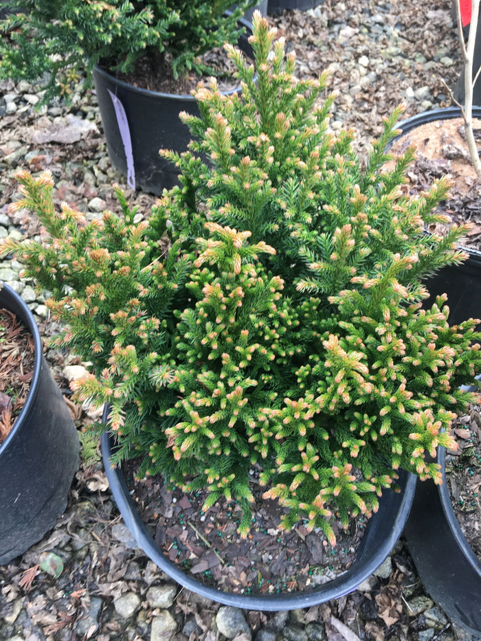 - Cryptomeria japonica 'Komodo Dragon' Dragon Warrior™ Japanese Cedar - Mr Maple │ Buy Japanese Maple Trees