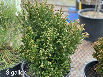 - Cryptomeria japonica 'Komodo Dragon' Dragon Warrior™ Japanese Cedar - Mr Maple │ Buy Japanese Maple Trees