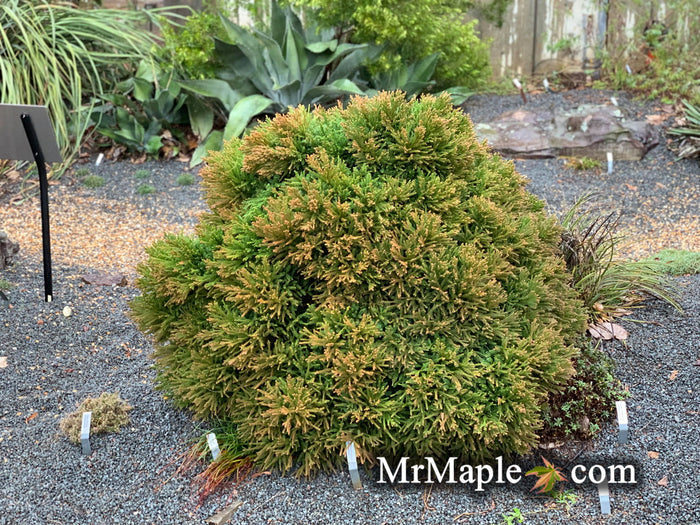 - Cryptomeria japonica 'Little Diamond' Dwarf Japanese Cedar - Mr Maple │ Buy Japanese Maple Trees