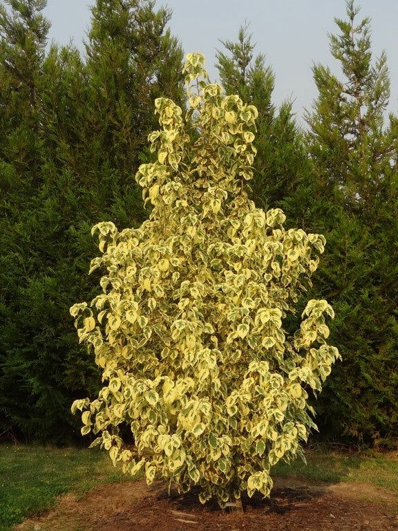 - Davidia involucrata 'Lady Sunshine' Variegated Dove Tree - Mr Maple │ Buy Japanese Maple Trees