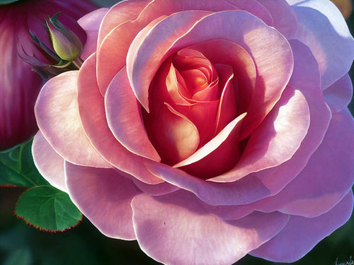 Disneyland Floribunda