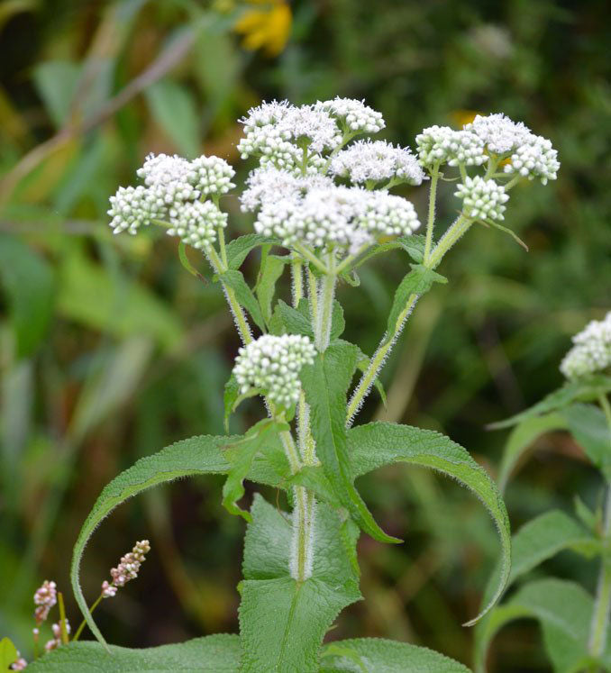 Eupatorium perfoliatum --Common Boneset--