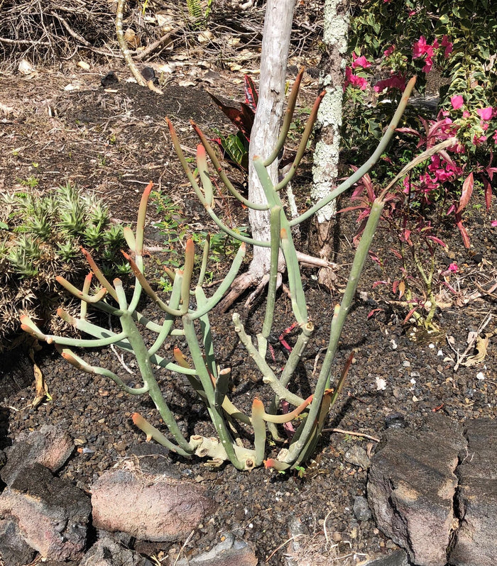 Euphorbia enterophora ssp. crassa --Red Tip Tape Tree--