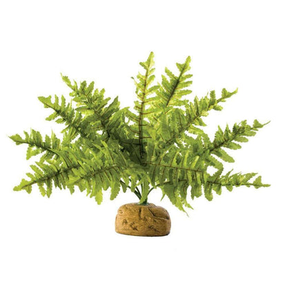 Exo Terra Boston Fern:Jungle Bob's Reptile World