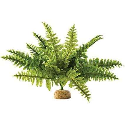 Exo Terra Boston Fern:Jungle Bob's Reptile World