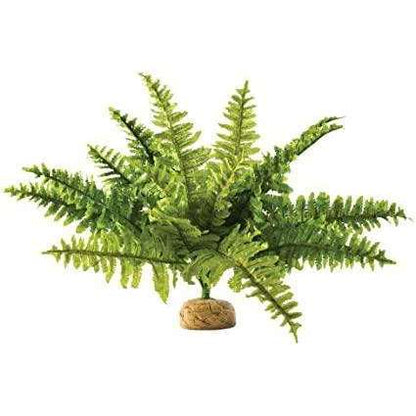 Exo Terra Boston Fern:Jungle Bob's Reptile World