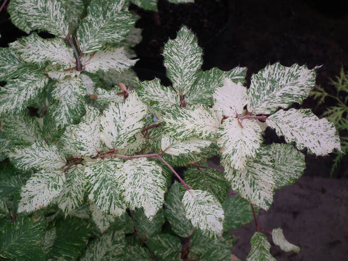 - Fagus sylvatica 'Marmor Star' Variegated European Beech - Mr Maple │ Buy Japanese Maple Trees