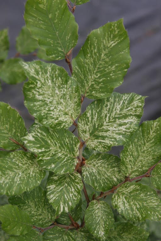 - Fagus sylvatica 'Marmor Star' Variegated European Beech - Mr Maple │ Buy Japanese Maple Trees