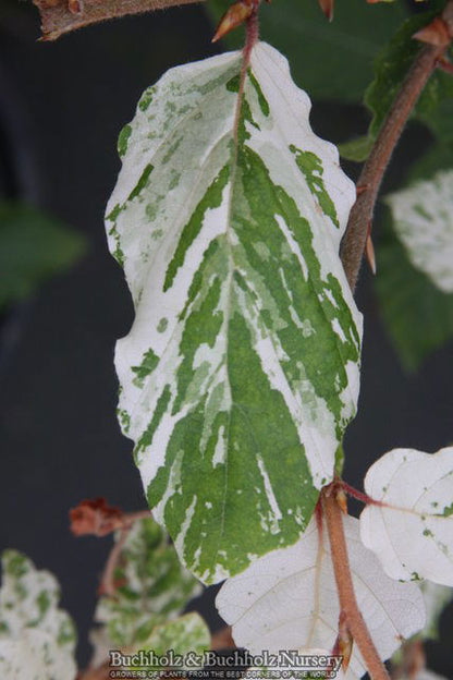 - Fagus sylvatica 'Marmor Star' Variegated European Beech - Mr Maple │ Buy Japanese Maple Trees
