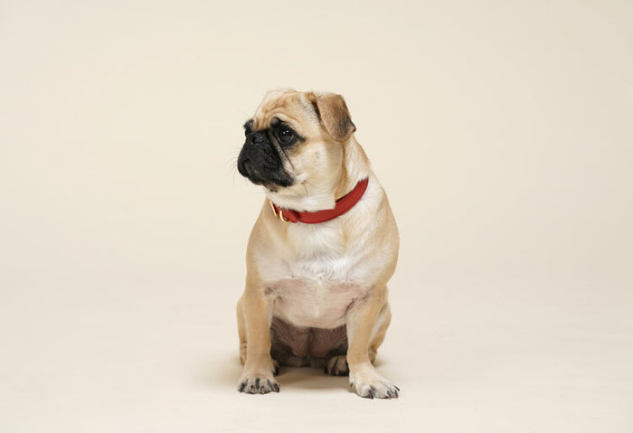 Fine Doggy Leather Collar - Dog.Dog.Cat.