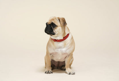 Fine Doggy Leather Collar - Dog.Dog.Cat.