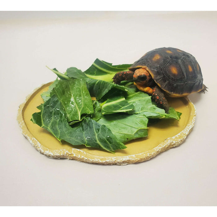 Flat Food Dish Jungle Bob:Jungle Bob's Reptile World