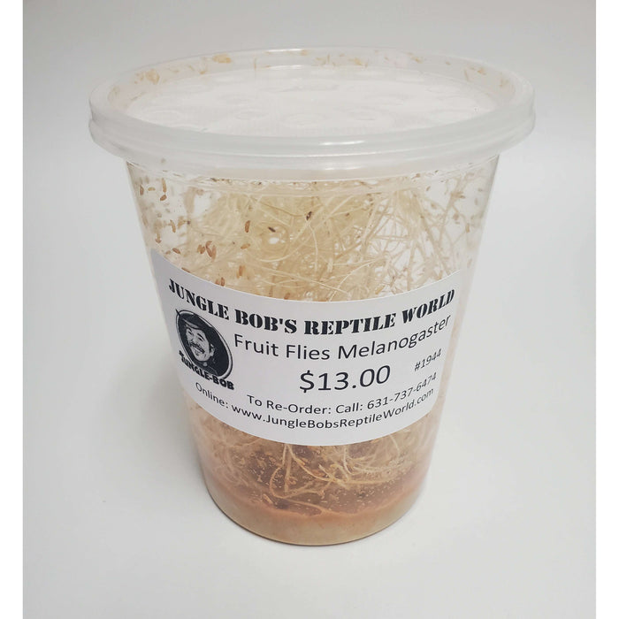 Flightless Fruit Fly Cultures:Jungle Bob's Reptile World