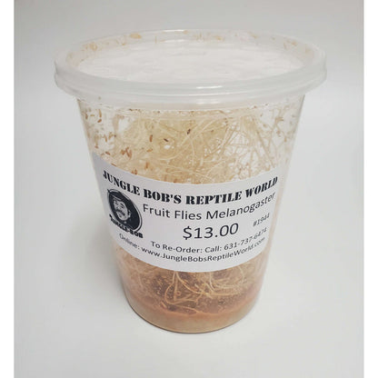Flightless Fruit Fly Cultures:Jungle Bob's Reptile World