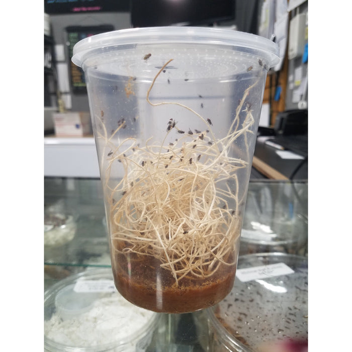 Flightless Fruit Fly Cultures