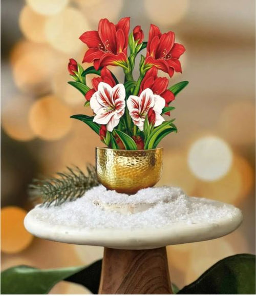 Fresh Cut Mini Scarlet Amaryllis