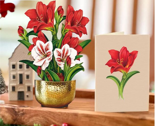 Fresh Cut Mini Scarlet Amaryllis