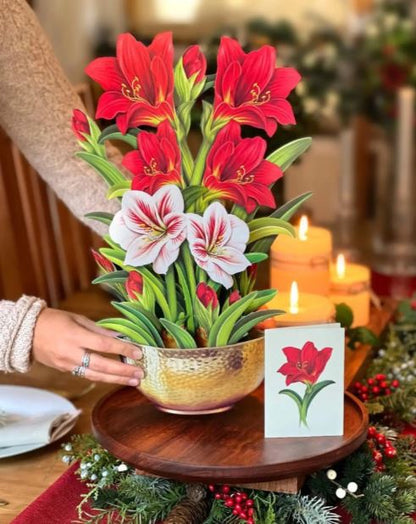 Fresh Cut Scarlet Amaryllis