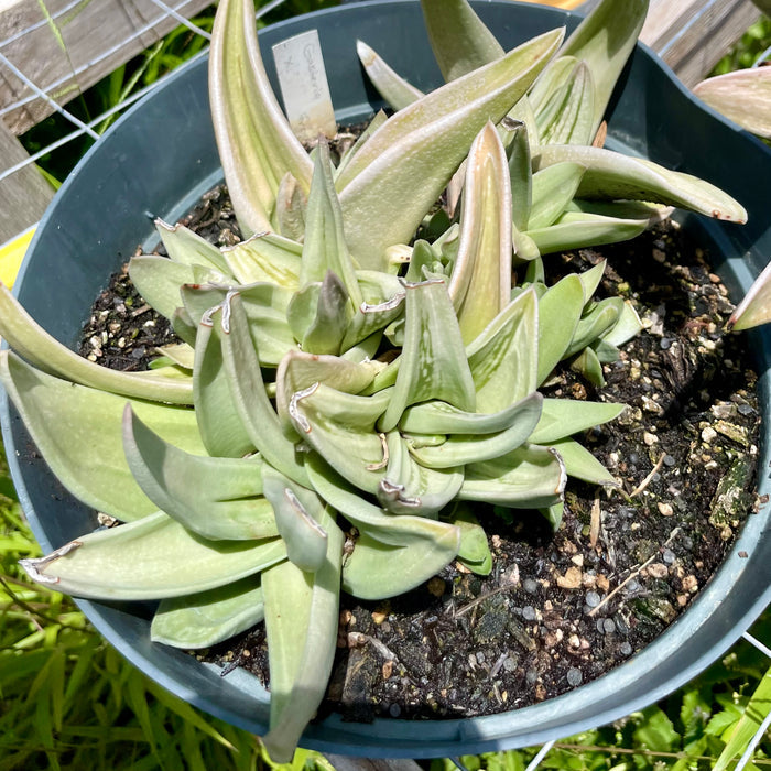 Gasteria brachyphylla 'Frosty'