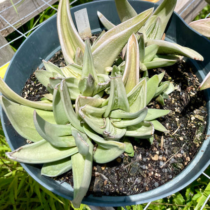 Gasteria brachyphylla 'Frosty'