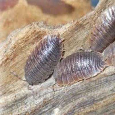 Giant Canyon Isopods (Porcellio dilatatus):Jungle Bob's Reptile World