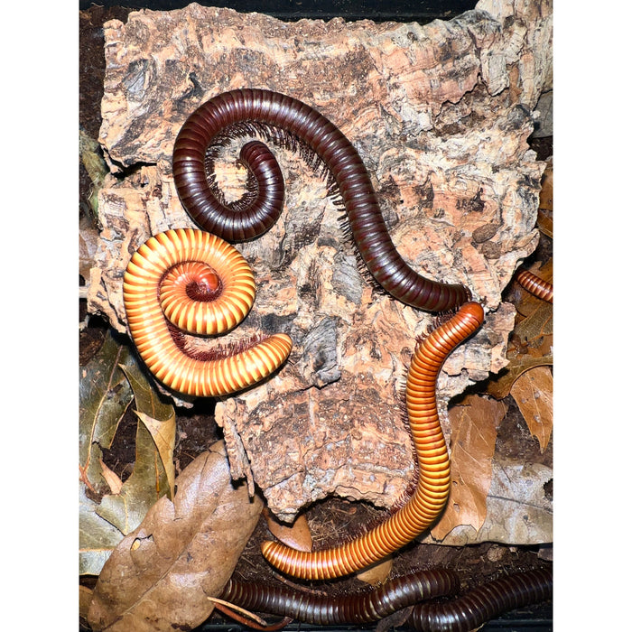 Giant Desert Millipede (Orthoporus sp)